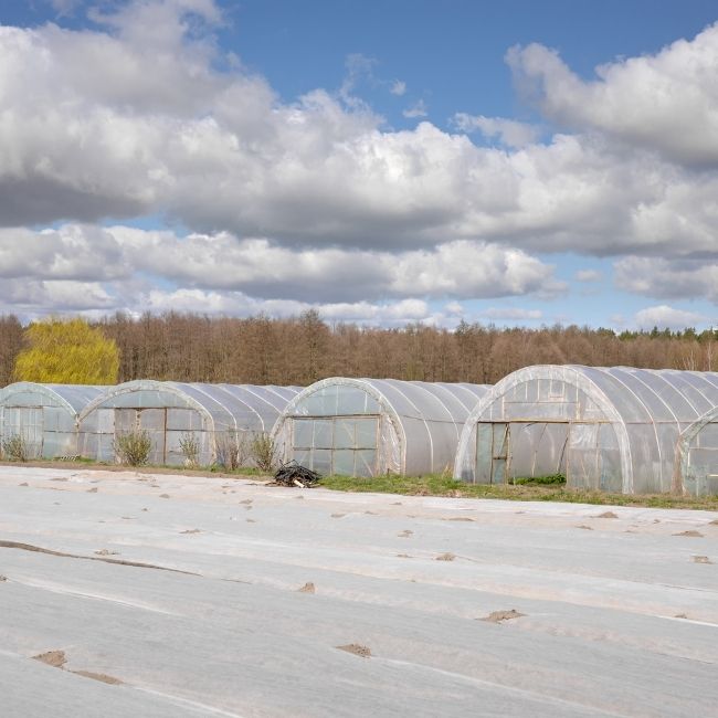 Polyhouse Farming, Government Subsidy
