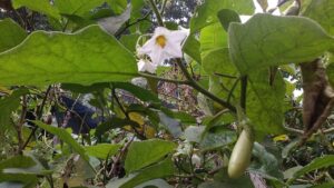 सर्दियों में सफेद बैंगन की खेती से बदल सकती है किस्मत, कम खर्च में होती है बंपर कमाई!