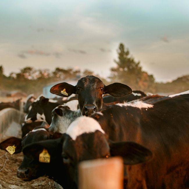 Pashupalan Khurak Chart, Cow Feeding Chart, Buffalo Feeding Chart