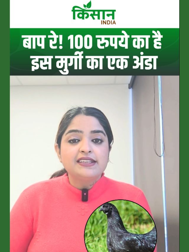 क्या आपने कभी 100 रुपये का अंडा खाया है? Aseel Murgi देती है 'सोने' जैसे अंडे?
