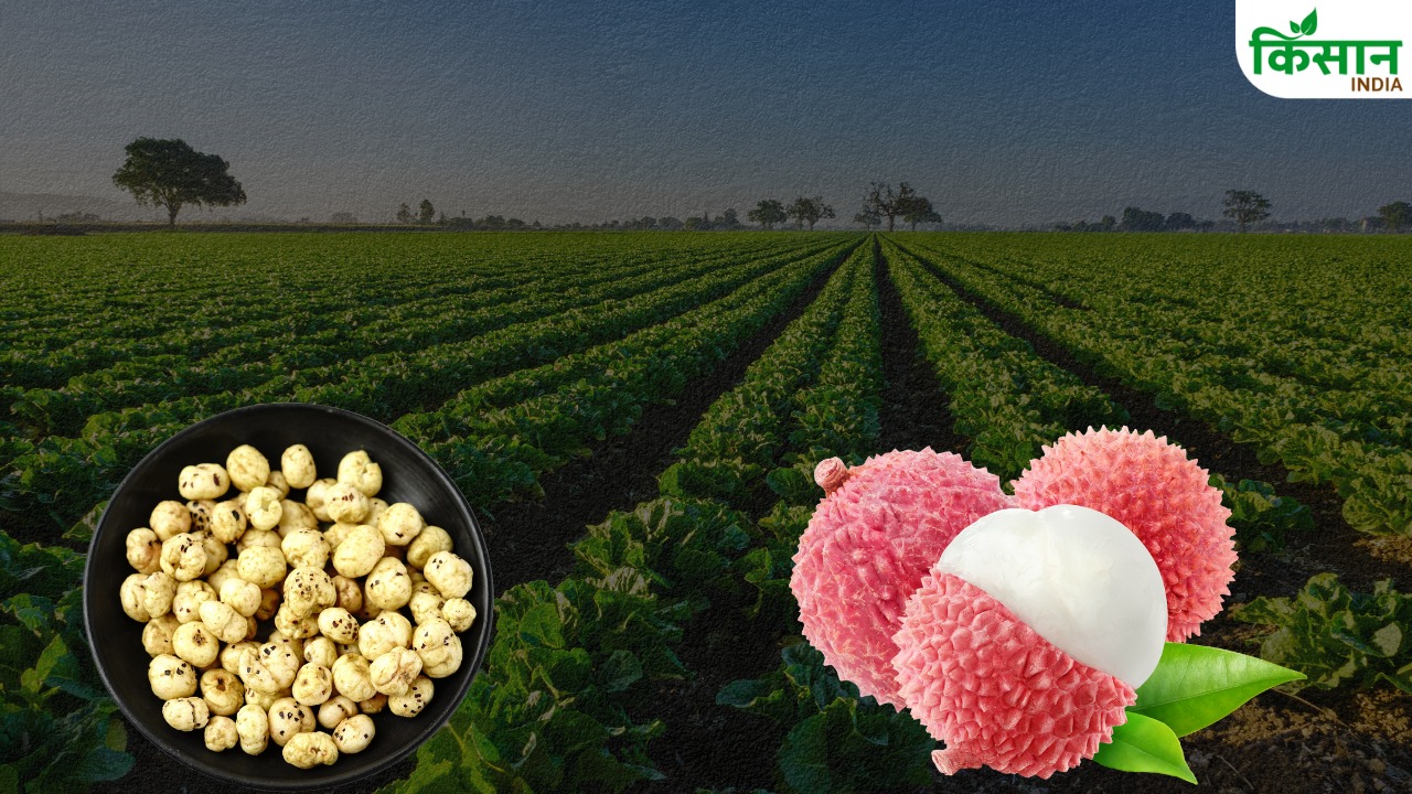 खेती में बिहार का दबदबा, सिर्फ मखाना-लीची नहीं इन फसलों में भी देशभर में नंबर-1