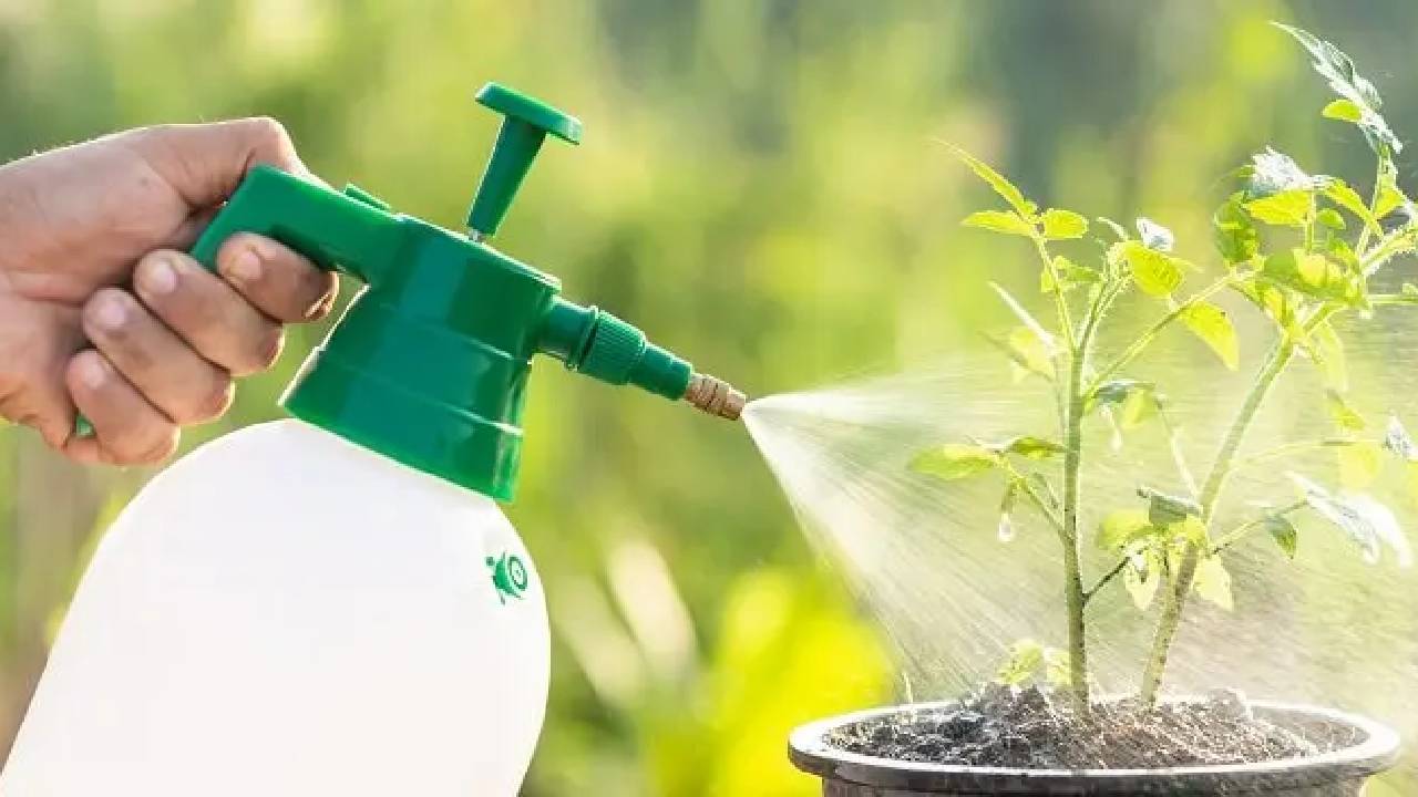 Gardening Tips Know Why Plant Care Is Challenging During The Winter Months