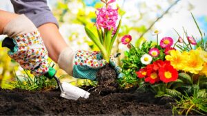 ठंड में भी आपका गार्डन रहेगा हरा-भरा और फूलों से भर जाएगा आंगन, जानिए बागवानी टिप्स ठंड में भी आपका गार्डन रहेगा हरा-भरा और फूलों से भर जाएगा आंगन, जानिए बागवानी टिप्स