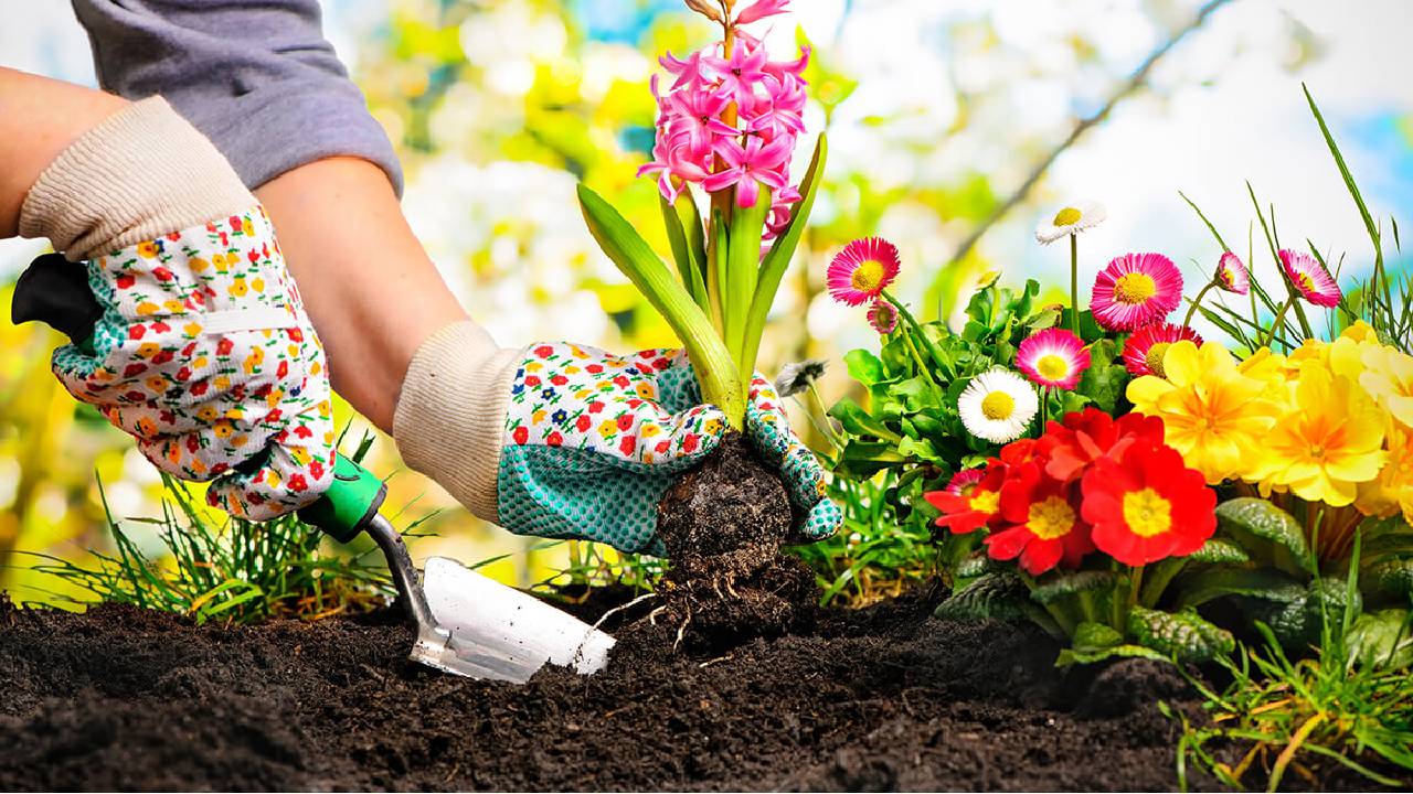 Keep Your Garden Green And Full Of Flowers Even In Winter