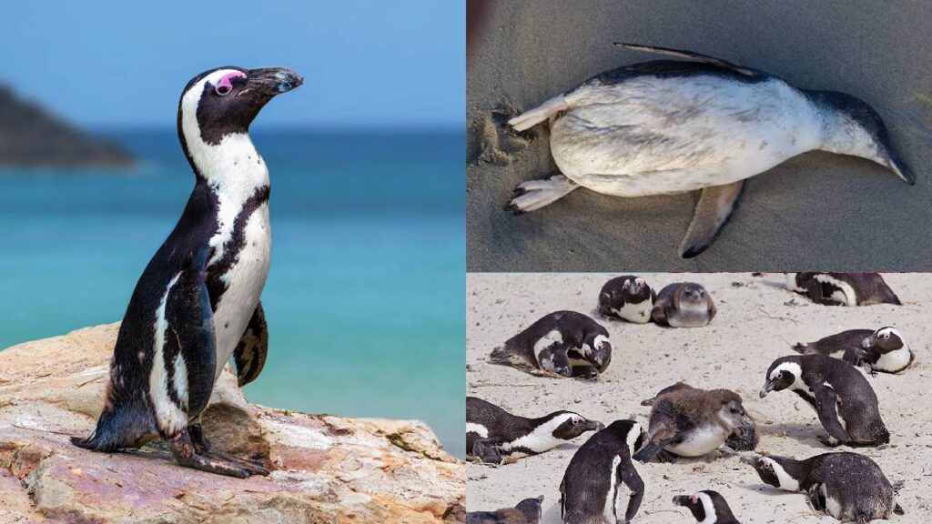 Climate Crisis Disaster: Over 60,000 African Penguins Starve as Sardine Stocks Collapse in South Africa