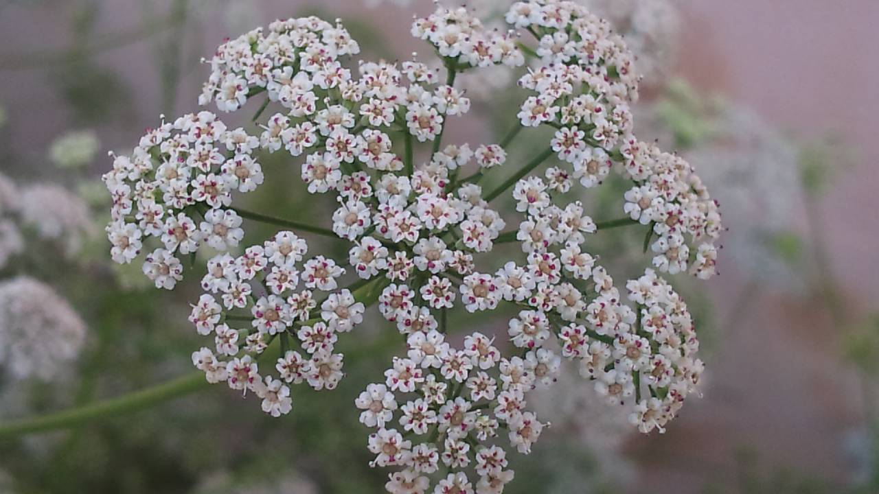 Grow Ajwain At Home In Pot Easy Method Right Season Care Tips Kitchen Gardening