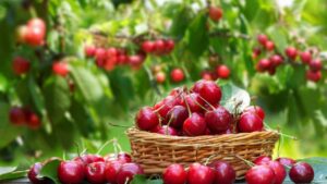 Cherries Health Benefits: लाल चेरी के चमत्कारी फायदे जो रखे कई बीमारियों को कोसों दूर