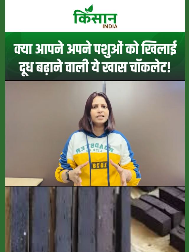 Animal Chocolate: गाय-भैंस के लिए बनी अनोखी चॉकलेट, खूब मिलेगा दूध, किसान बनेंगे मालामाल