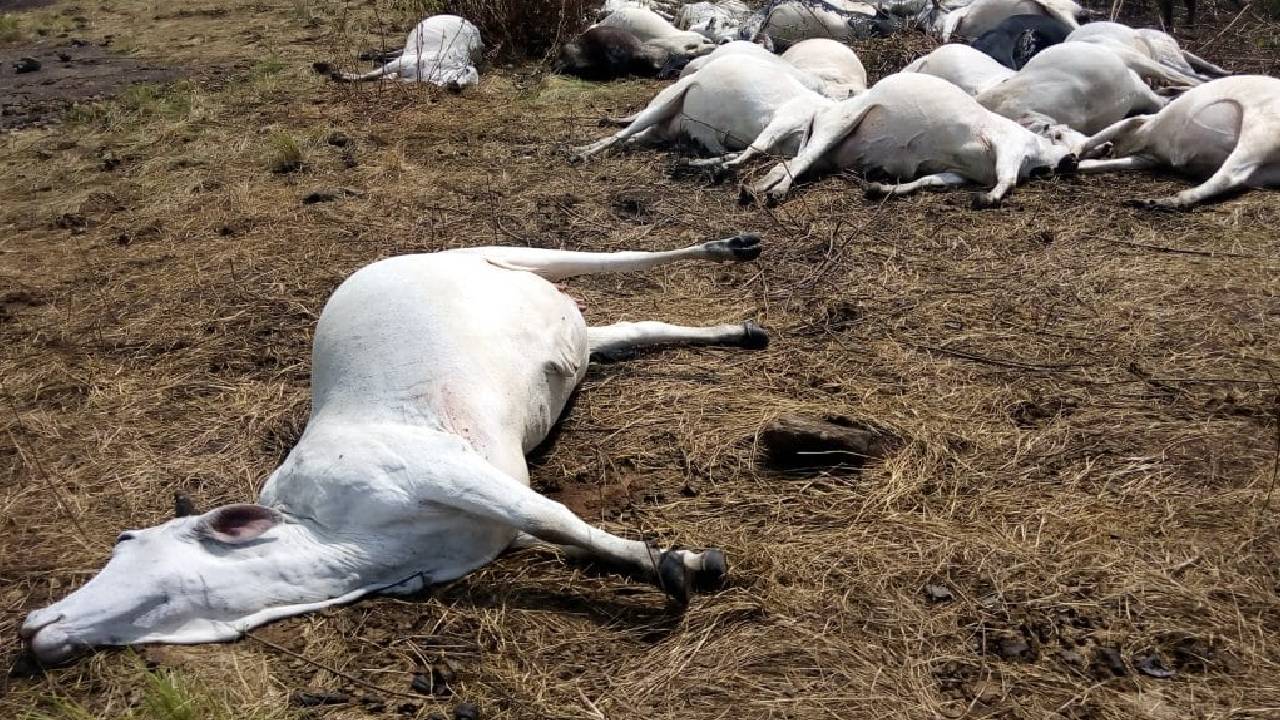 NGT ने खोली पंजाब की पोल…अवैध डंपिंग साइट्स पर फेंके जा रहे 24 हजार से ज्यादा मवेशियों के शव