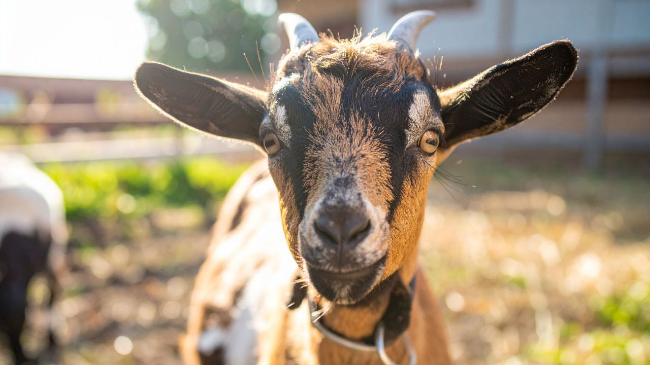 Goat Farming Warning: बच्चे देने के बाद बकरी को न दिया ये आहार तो 14 दिन में जा सकती है जान!