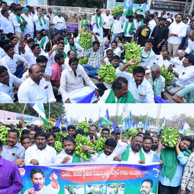 banana prices fall farmers selling crop cheaper than matchbox price