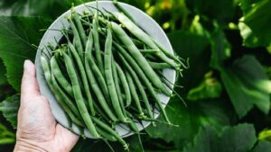 Beans Farming: खेती से कमाई के लिए बदलें तरीका, बींस की बुवाई से 2 महीने में होंगे मालामाल