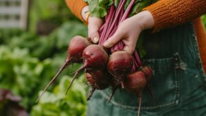 Beetroot Farming: किसानी में मुनाफा चाहिए तो गर्मियों में करें चुकंदर की खेती, तरीका भी जान लें
