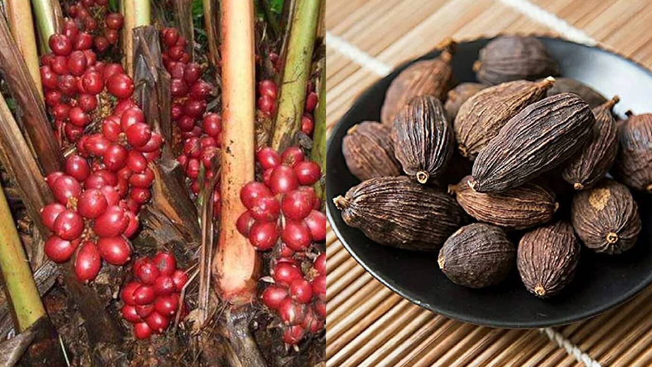 Black Cardamom Farming India Cultivation Method Climate Soil Yield Profit Guide