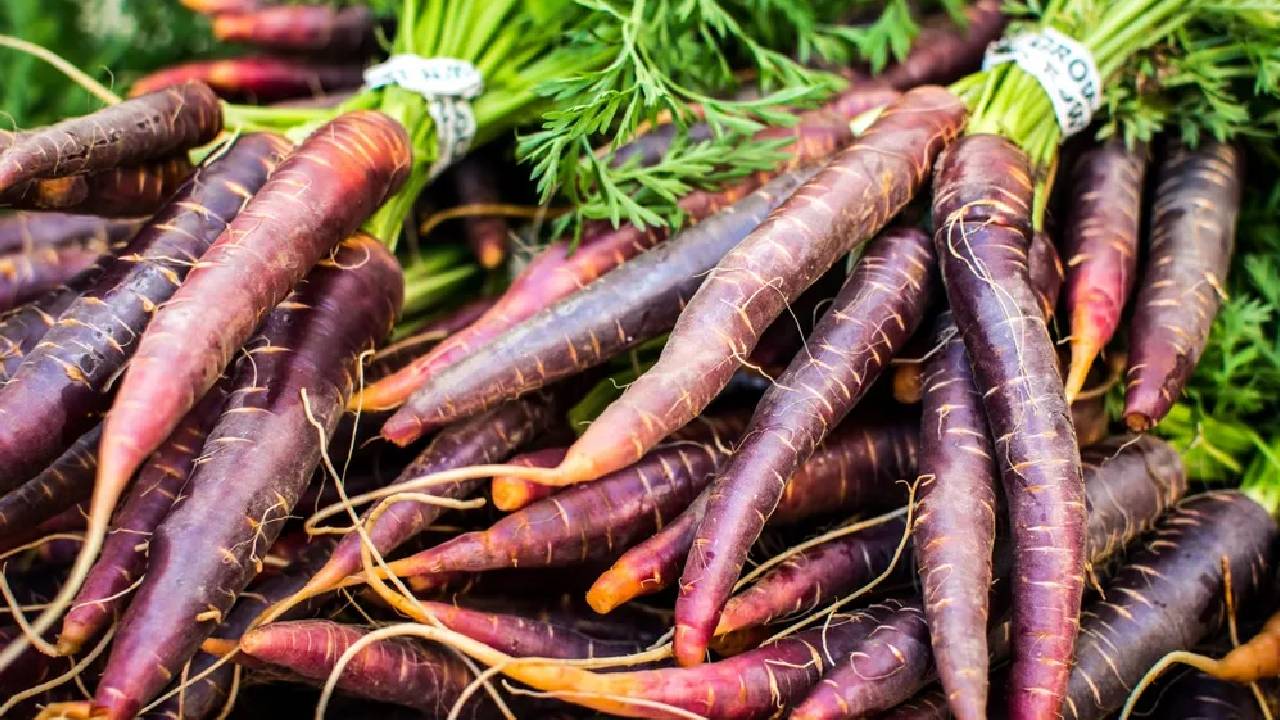Black Carrot Farming At Home How To Grow Purple Carrots On Balcony Terrace Step By Step Guide