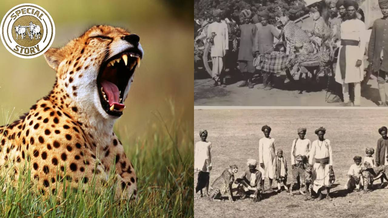 International Cheetah Day India History How Cheetahs Vanished From India Mughal To British Era Complete Story
