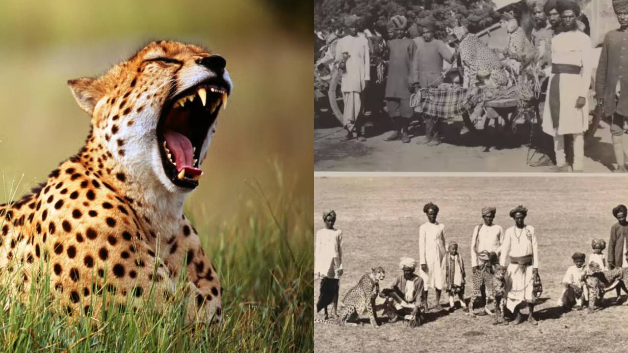 India Marks International Cheetah Day with a Historic Step: How Cheetahs Vanished from the Country — The Complete Story from Mughal to British Era