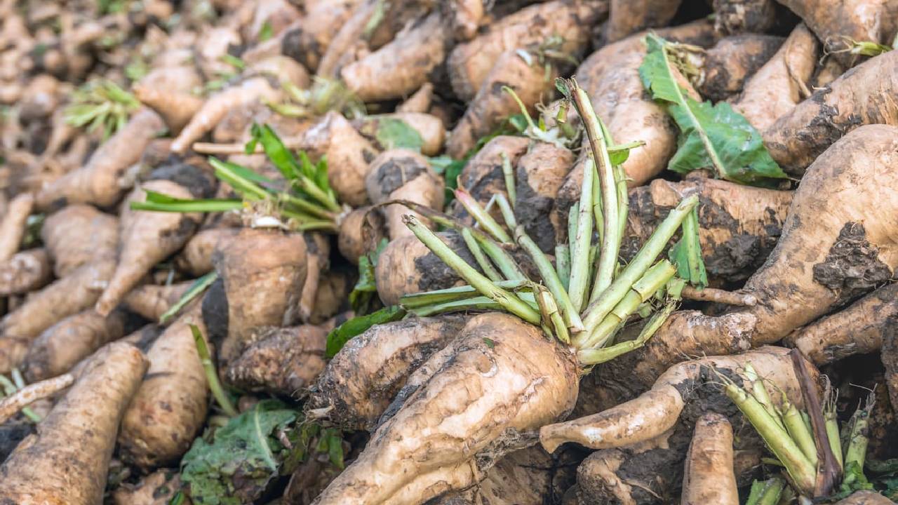 Chicory Farming Profitable Alternative Crop High Returns Low Cost Cultivation Benefits Uses Root Processing Demand