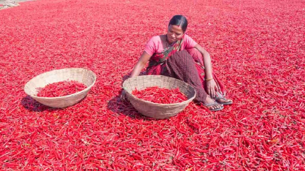 Andhra Pradesh Orders Emergency Measures as Black Leaf Miner Pest Damages Chilli Crops; Minister Atchannaidu Deploys Scientists and Special Teams