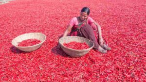 लाल मिर्च की फसल पर कीट का बड़ा हमला, कृषि मंत्री ने दिए तत्काल राहत के आदेश लाल मिर्च की फसल पर कीट का बड़ा हमला, कृषि मंत्री ने दिए तत्काल राहत के आदेश