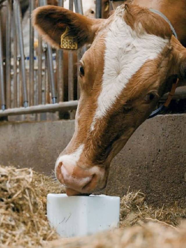 पशुओं को चारे के साथ नमक क्यों खिलाया जाता है? जानिए