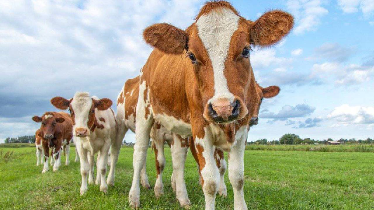 Gujarat Fivefold Rise Sex Sorted Semen Use Price Cut Boosts Dairy Productivity