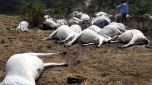 NGT ने खोली पंजाब की पोल…अवैध डंपिंग साइट्स पर फेंके जा रहे 24 हजार से ज्यादा मवेशियों के शव