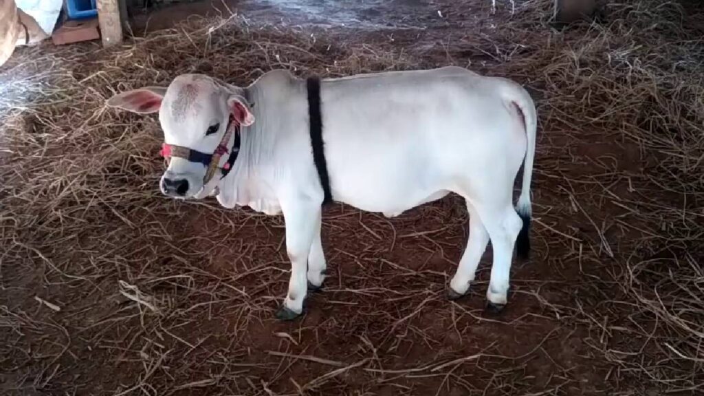 India Revives Sacred Punganur Cow: NDDB Produces First-Ever IVF Calf, Marking a Breakthrough in Indigenous Breed Conservation