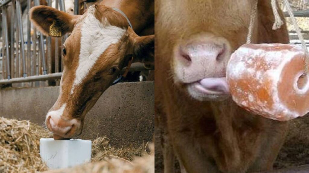 Salt in Animal Feed: Why Regular Salt Intake Is Essential for Livestock Health, Digestion and Higher Milk Production