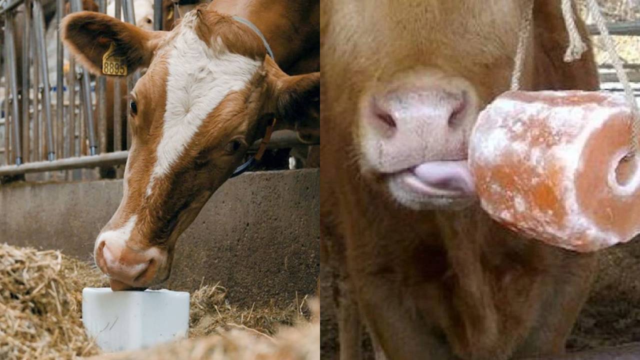 Salt In Animal Feed Importance For Livestock Health Digestion Mineral Balance And Milk Production In India