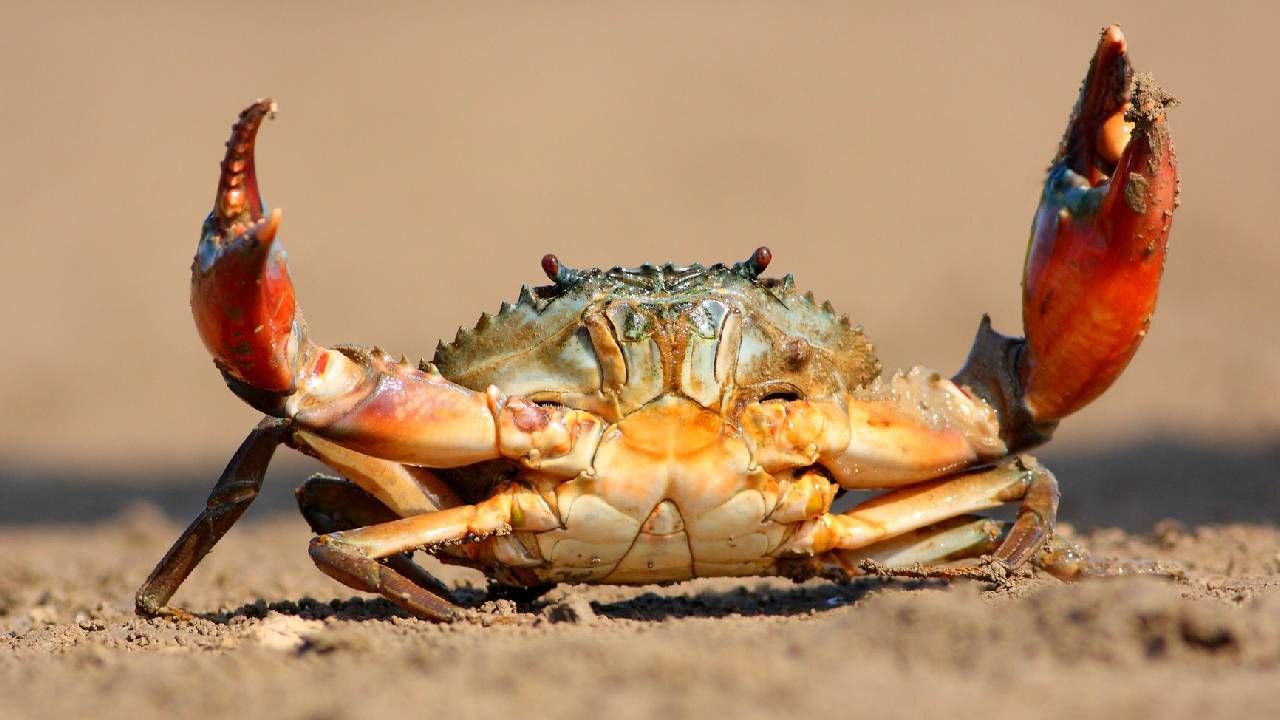 केकड़ा पालन से बदल सकती है किसानों की किस्मत, कम लागत में लाखों की कमाई का मौका