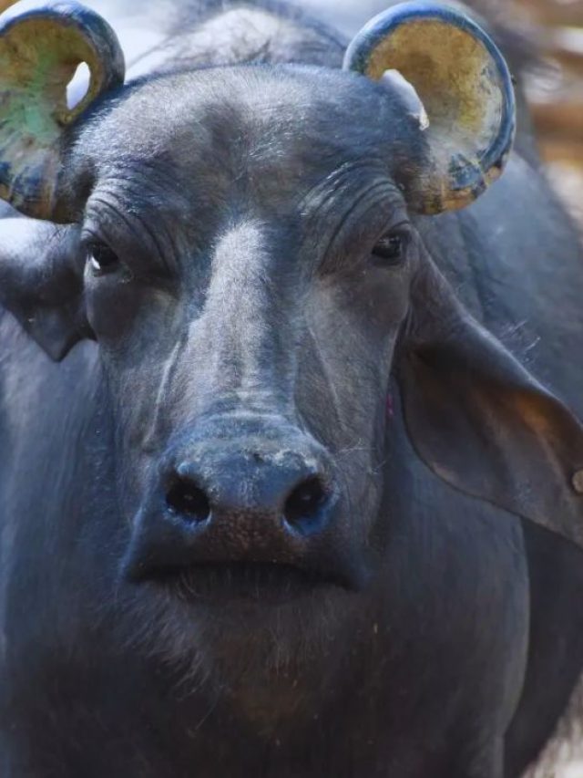 रोज  20 लीटर तक दूध देती है यह भैंस, ऐसे करें इस नस्ल की पहचान