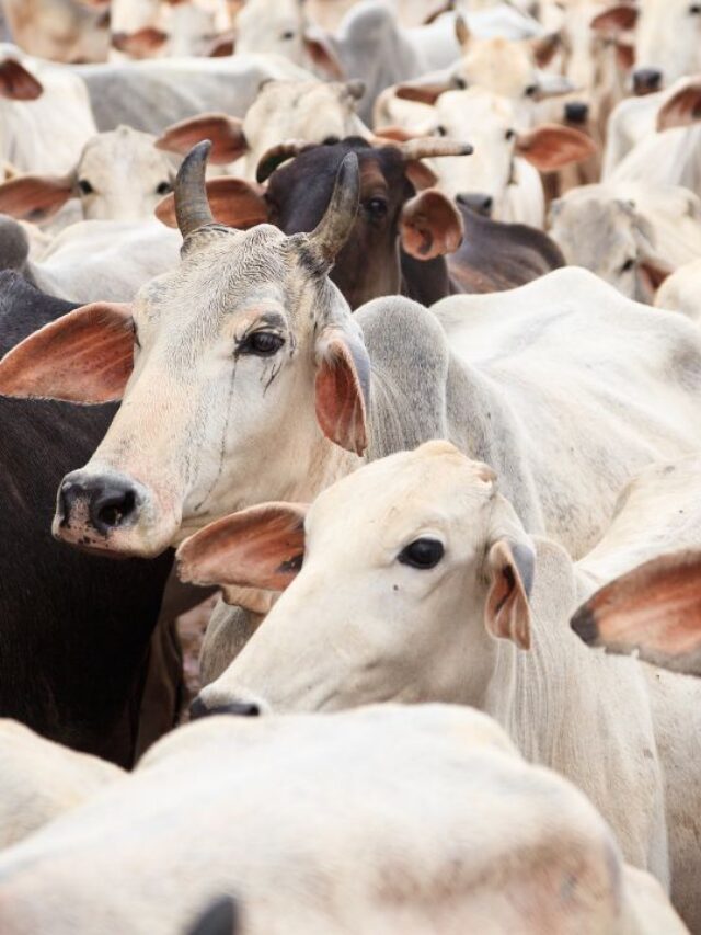 दूध बढ़ाने का देसी फॉर्मूला! ये घास खिलाते ही बढ़ेगा उत्पादन