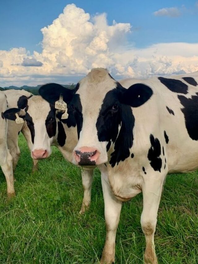 पशुपालक सर्दी में आप भी तो नहीं कर रहे ये गलती?