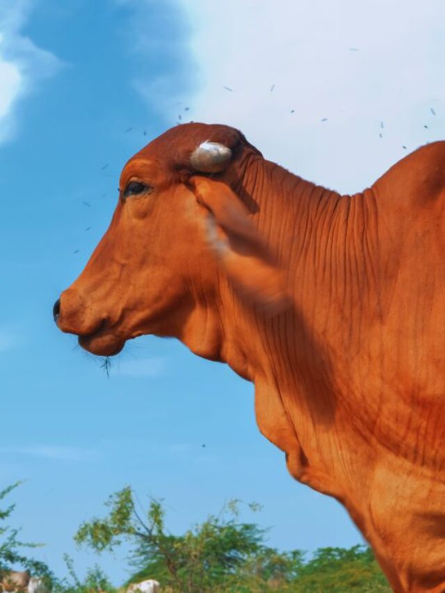 गाय की ये देसी नस्लें किसानों के लिए बनी ‘ATM’!