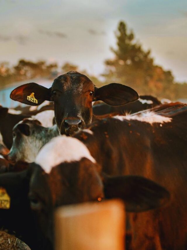 एक कॉल और पशु डॉक्टर हाजिर! मिलेगा फ्री इलाज, जानें