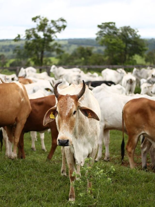 क्या पशुओं को बाजरा खिलाना सही है? जानें