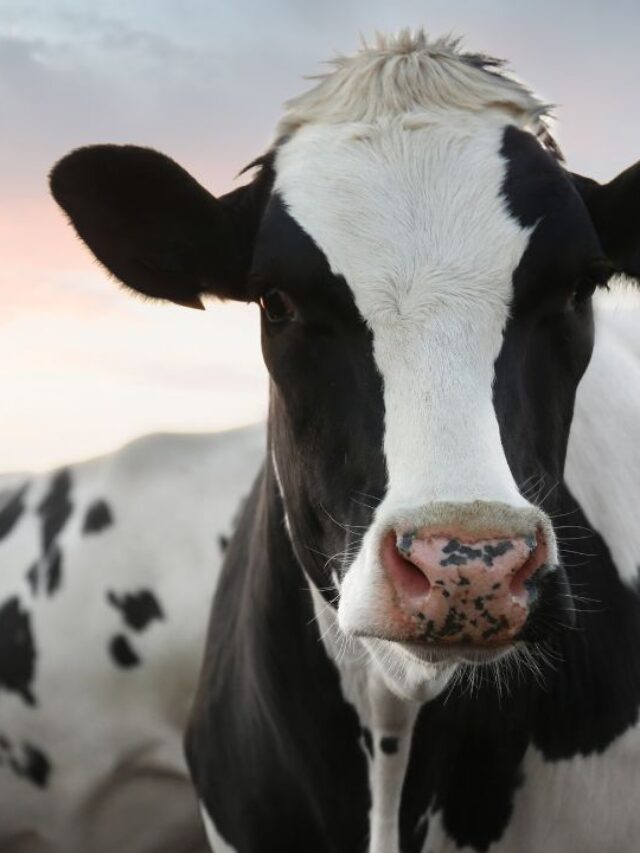 सर्दी में गाय-भैंस हो रही हैं कमजोर? ये है असली वजह!