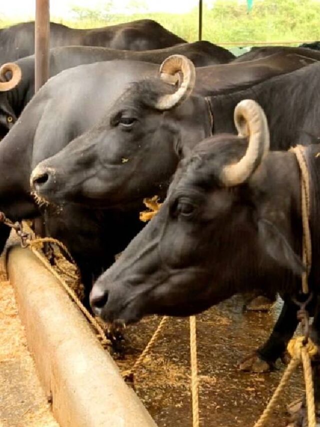 FMD का कहर! एक गलती में पूरा पशुधन बीमार