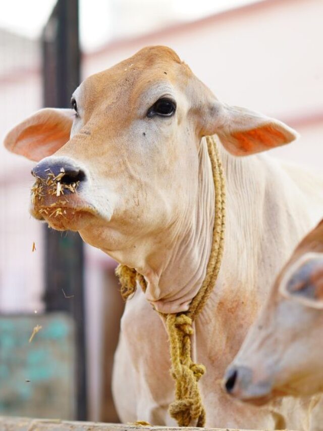 सर्दी में एक गलती और बीमार पड़ सकते हैं पशु!