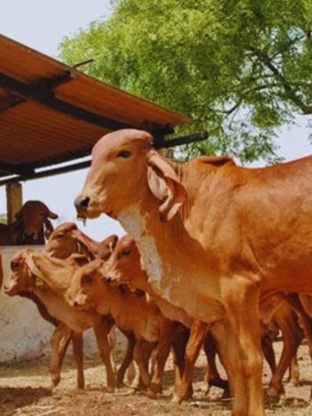 ठंड में गाय-भैंस को शीतलहर से बचाने के आसान ट्रिक्स