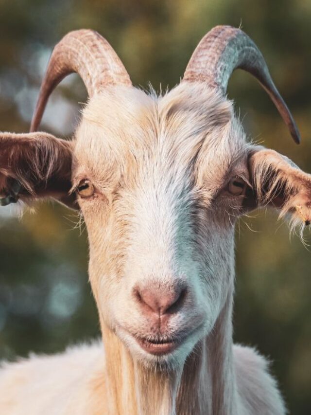 बकरियां नहीं पड़ेंगी बीमार, लक्षण दिखाई पड़ते ही तुरंत करें ये उपाय