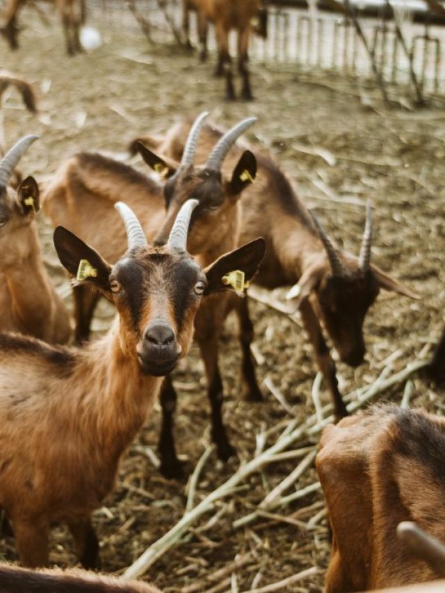 सर्दियों में बकरियां अचानक क्यों मरने लगती हैं? जानें वजह और बचाव