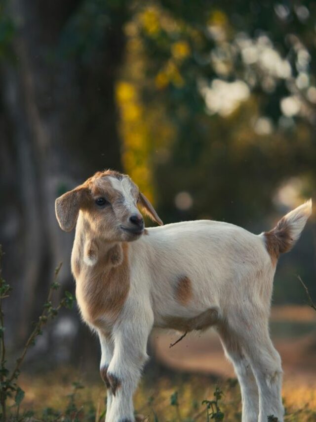 ठंड बढ़ते ही मेमने क्यों मरने लगते हैं? जानें