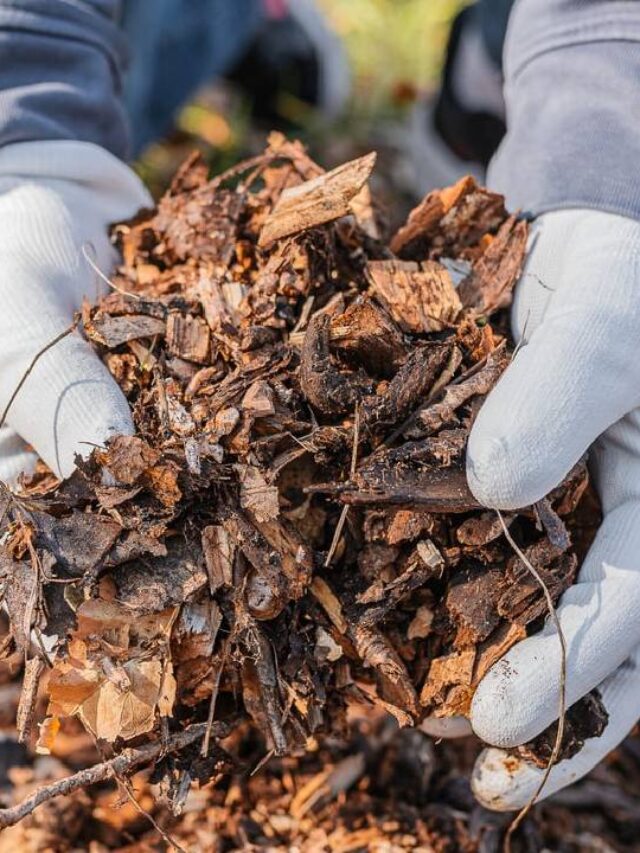 घर पर बनाएं पौधों के लिए सुपर ऑर्गेनिक खाद, जानें कैसे