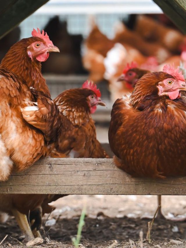 घर के आंगन में पालें ये देसी मुर्गी, अंडे और चूजे से कमाएं लाखों!