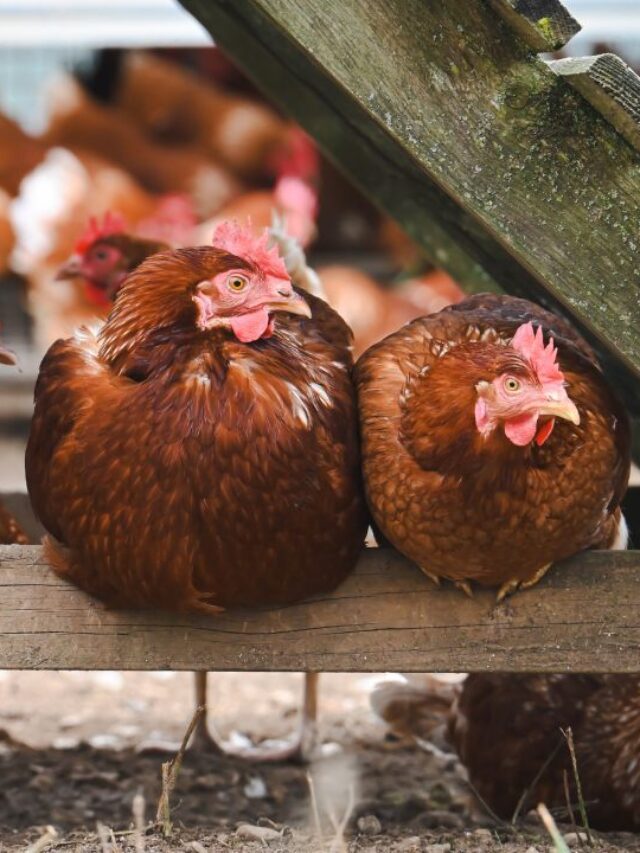 ये एक गलती तबाह कर सकती है पूरी पोल्ट्री!