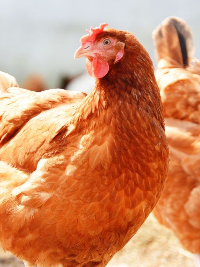 सर्दी के मौसम में चूजों का तेजी से बढ़ेगा वजन, बस इन बातों का रखना होगा खयाल