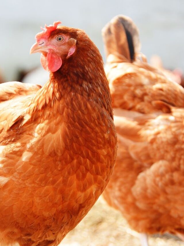 महंगा दाना छोड़िए! इस हरे चारे से बढ़ाएं अंडा और मुनाफा