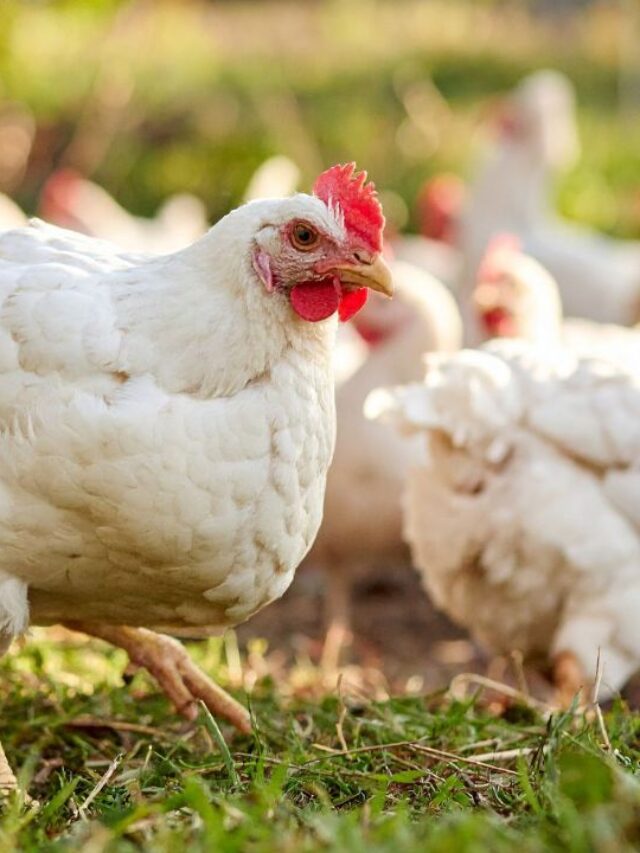 सर्दी में पोल्ट्री फार्मिंग में की ये गलतियां तो होगा भारी नुकसान!